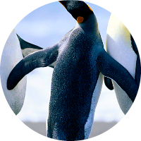 Foto de perfil de ALINESUZAN