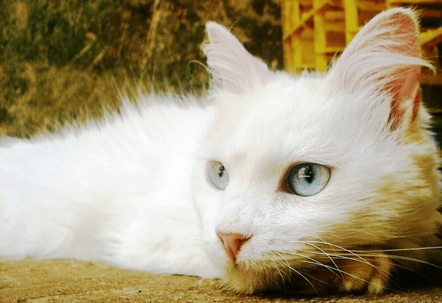 Gata branca olhos azuis